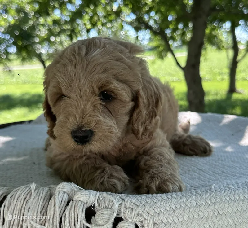 Vesper – Miniature Goldendoodle puppy for sale in Sullivan, IL