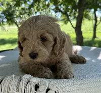 Vesper, a female Miniature Goldendoodle for sale in Sullivan, IL – 1 of 4