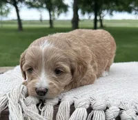 Diva, a female Miniature Goldendoodle for sale in Sullivan, IL – 2 of 4