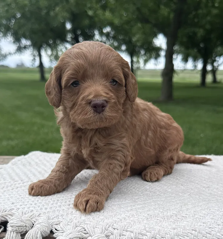 Scottie – Miniature Goldendoodle puppy for sale in Sullivan, IL