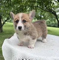 Houston, a male Pembroke Welsh Corgi for sale in Sullivan, IL – 5 of 6