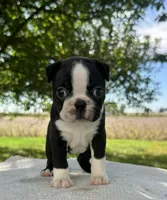 Maisie , a female Boston Terrier for sale in Sullivan, IL – 2 of 5