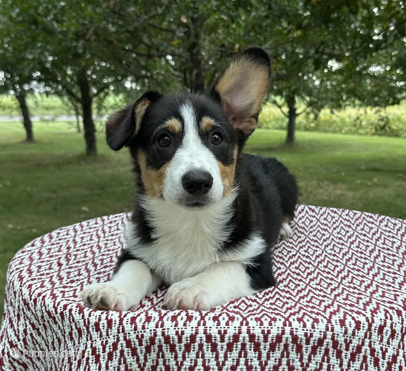 Wyatt – Pembroke Welsh Corgi puppy for sale in Sullivan, IL