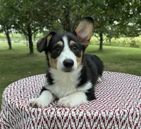 Wyatt, a male Pembroke Welsh Corgi for sale in Sullivan, IL – 2 of 5