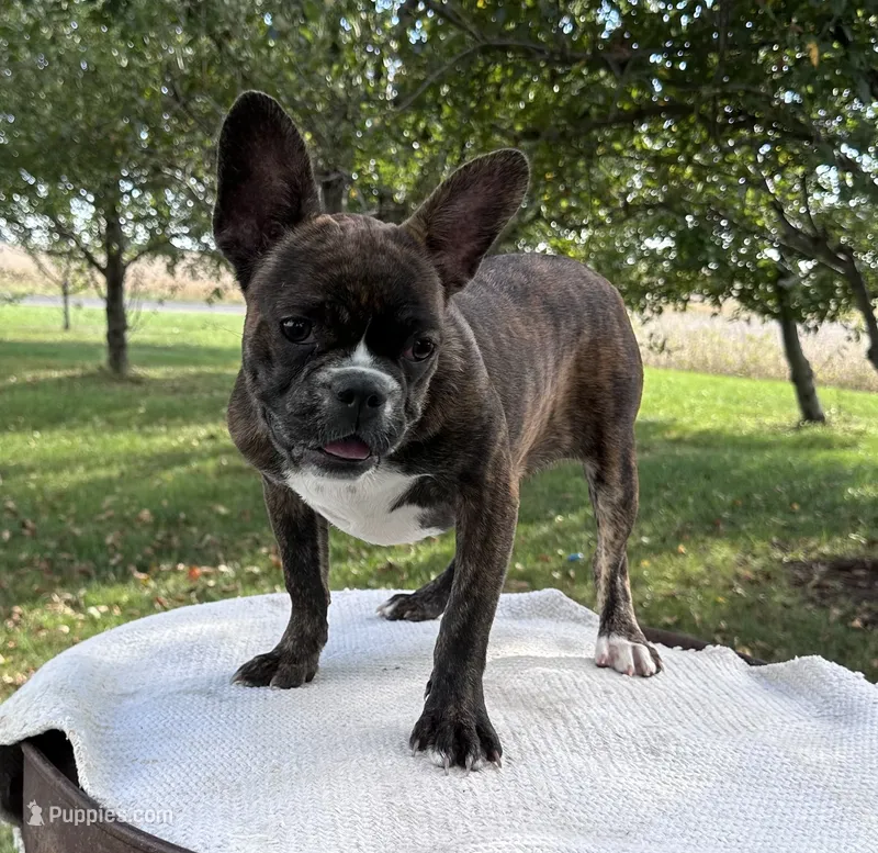 Aniya – Frenchton puppy for sale in Sullivan, IL
