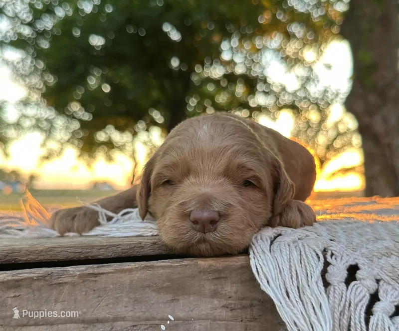 Bear – Miniature Goldendoodle puppy for sale in Sullivan, IL