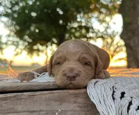 Bear, a male Miniature Goldendoodle for sale in Sullivan, IL – 1 of 1