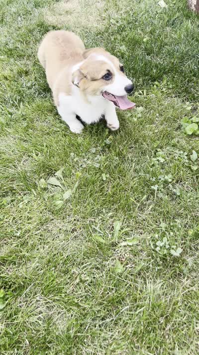 Sandy, a male Pembroke Welsh Corgi for sale in Sullivan, IL – 5 of 5