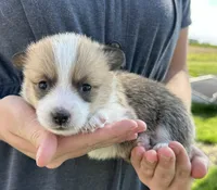 Lilac, a female Pembroke Welsh Corgi for sale in Sullivan, IL – 2 of 3