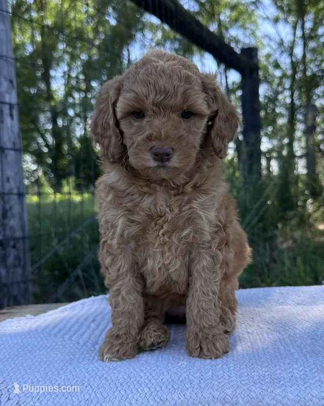 Charli – Miniature Goldendoodle puppy for sale in Sullivan, IL