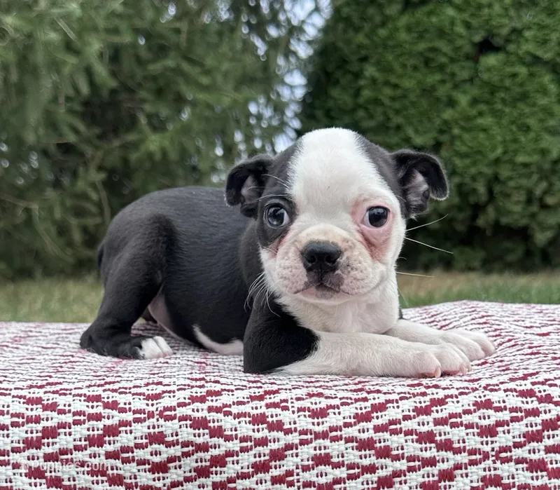 Amara – Boston Terrier puppy for sale in Sullivan, IL