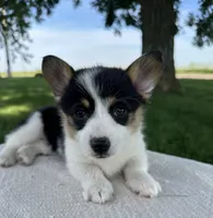 Marina, a female Pembroke Welsh Corgi for sale in Sullivan, IL – 4 of 6
