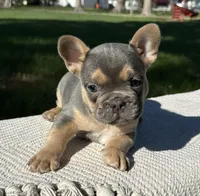 Georgie, a male Frenchton for sale in Sullivan, IL – 2 of 4