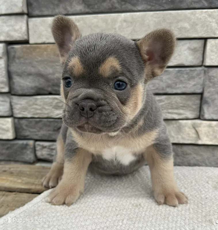Georgie – Frenchton puppy for sale in Sullivan, IL