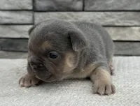 Georgie, a male Frenchton for sale in Sullivan, IL – Photo 3 of 5