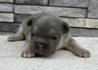 Georgie, a male Frenchton for sale in Sullivan, IL – Photo 2 of 5