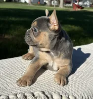 Georgie, a male Frenchton for sale in Sullivan, IL – 3 of 4