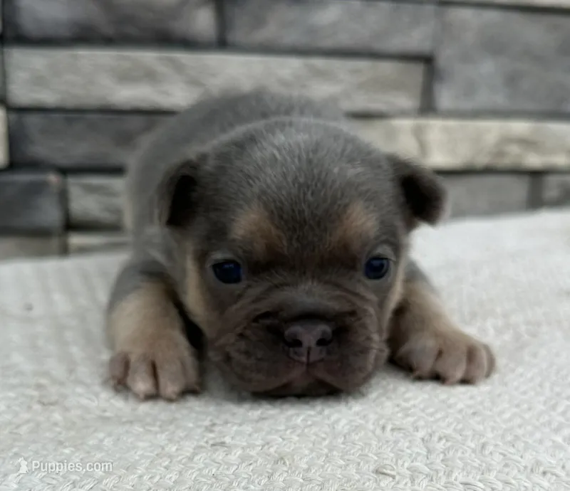 Georgie – Frenchton puppy for sale in Sullivan, IL