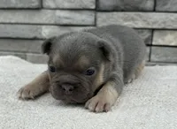 Georgie, a male Frenchton for sale in Sullivan, IL – Photo 4 of 5