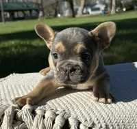 Georgie, a male Frenchton for sale in Sullivan, IL – 4 of 4