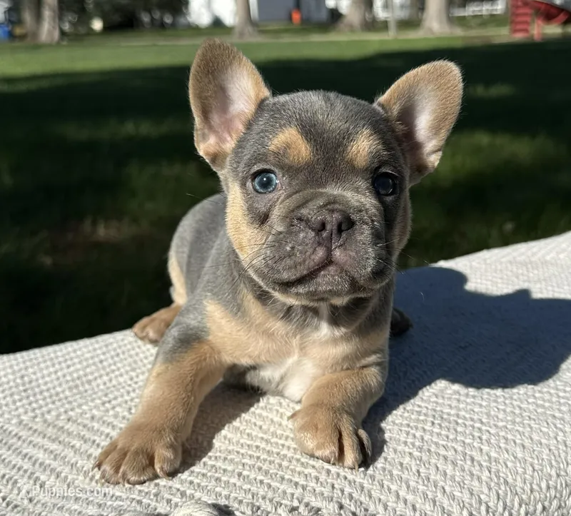 Georgie – Frenchton puppy on hold in Sullivan, IL