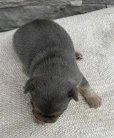 Georgie, a male Frenchton for sale in Sullivan, IL – Photo 5 of 5