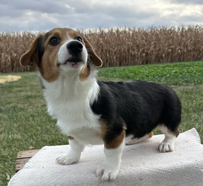 Autumn – Pembroke Welsh Corgi puppy for sale in Sullivan, IL