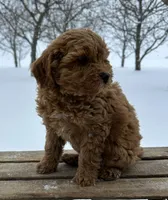 Haven, a female Miniature Goldendoodle for sale in Sullivan, IL – Photo 3 of 4