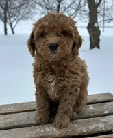 Haven, a female Miniature Goldendoodle for sale in Sullivan, IL – Photo 4 of 4
