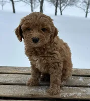 Haven, a female Miniature Goldendoodle for sale in Sullivan, IL – Photo 2 of 4