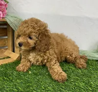 Hazel, a female Cavapoo for sale in Sullivan, IL – Photo 4 of 4