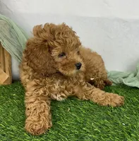Hazel, a female Cavapoo for sale in Sullivan, IL – Photo 3 of 4