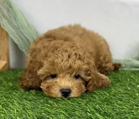 Hazel, a female Cavapoo for sale in Sullivan, IL – Photo 2 of 4