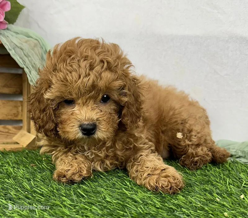 Hazel – Cavapoo puppy for sale in Sullivan, IL