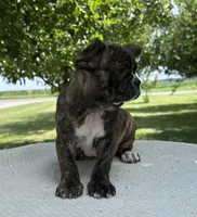 Aniya, a female Frenchton for sale in Sullivan, IL – 3 of 6