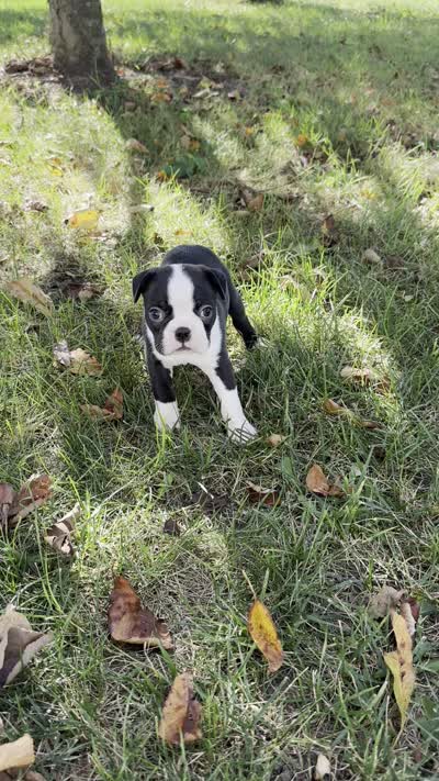 Blake, a male Boston Terrier for sale in Sullivan, IL – 5 of 5