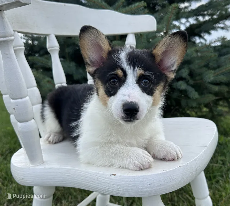 Marina – Pembroke Welsh Corgi puppy for sale in Sullivan, IL
