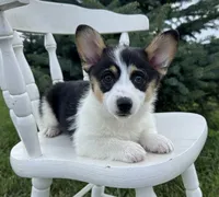 Marina, a female Pembroke Welsh Corgi for sale in Sullivan, IL – 2 of 4