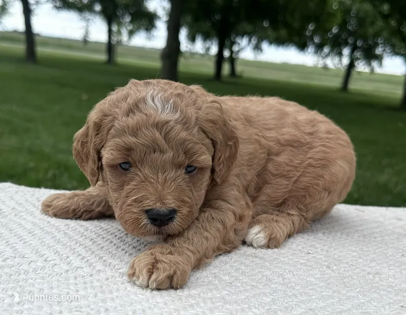Rome – Miniature Goldendoodle puppy for sale in Sullivan, IL