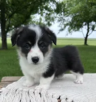 Skyler, a male Pembroke Welsh Corgi for sale in Sullivan, IL – 2 of 3
