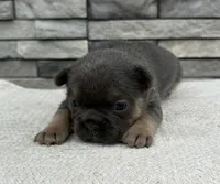 Yasmin, a female Frenchton for sale in Sullivan, IL – Photo 1 of 3