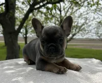Yasmin, a female Frenchton for sale in Sullivan, IL – 3 of 3