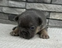 Yasmin, a female Frenchton for sale in Sullivan, IL – Photo 3 of 3