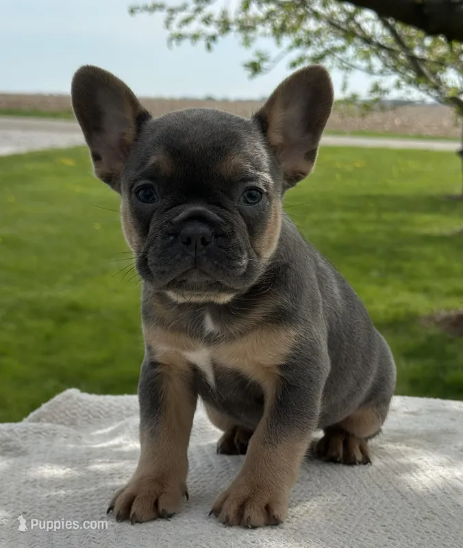Yasmin – Frenchton puppy on hold in Sullivan, IL