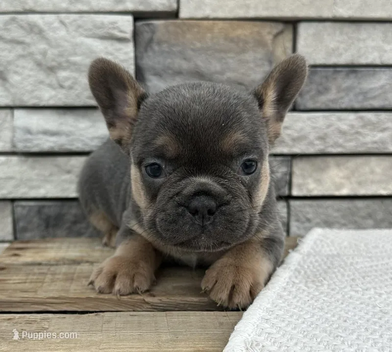 Yasmin – Frenchton puppy for sale in Sullivan, IL