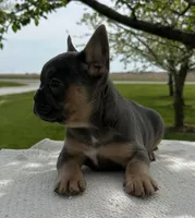 Yasmin, a female Frenchton for sale in Sullivan, IL – 2 of 3
