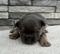 Yasmin, a female Frenchton for sale in Sullivan, IL – Photo 2 of 3