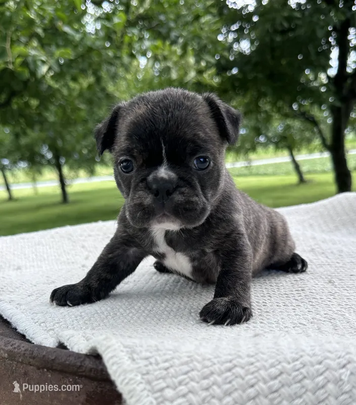 Ian – Frenchton puppy for sale in Sullivan, IL