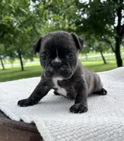 Ian, a male Frenchton for sale in Sullivan, IL – 1 of 4