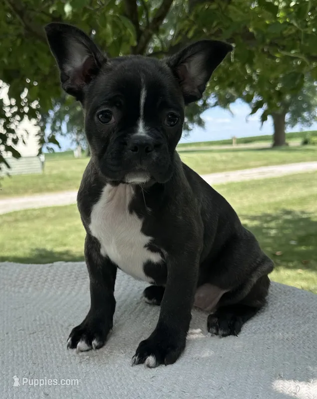 Kenzie – Frenchton puppy for sale in Sullivan, IL